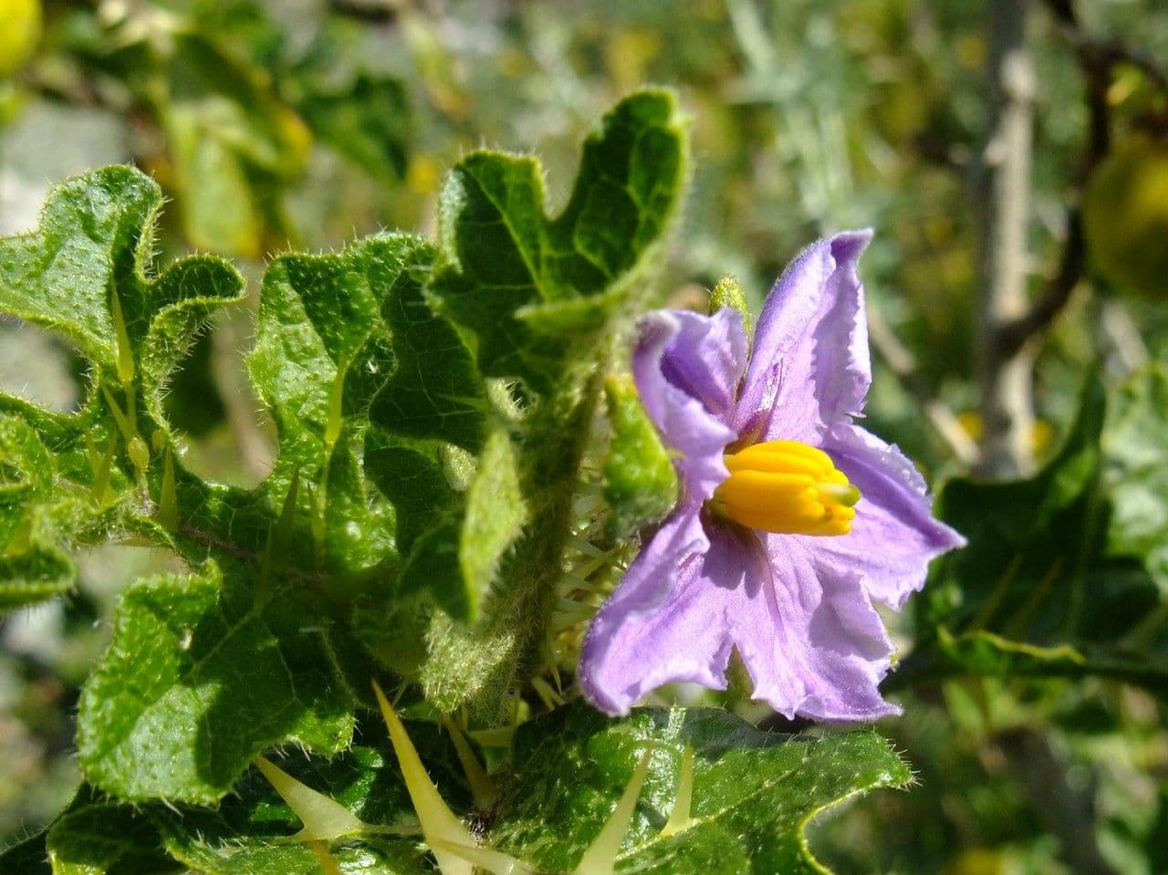 Solanum 7