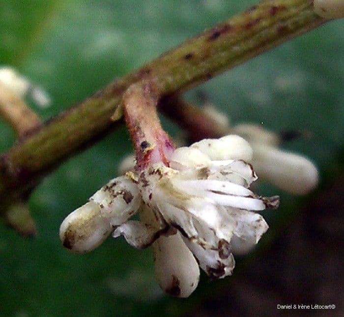 Citronella 5