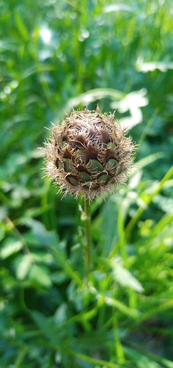 Centaurea vedovina 27