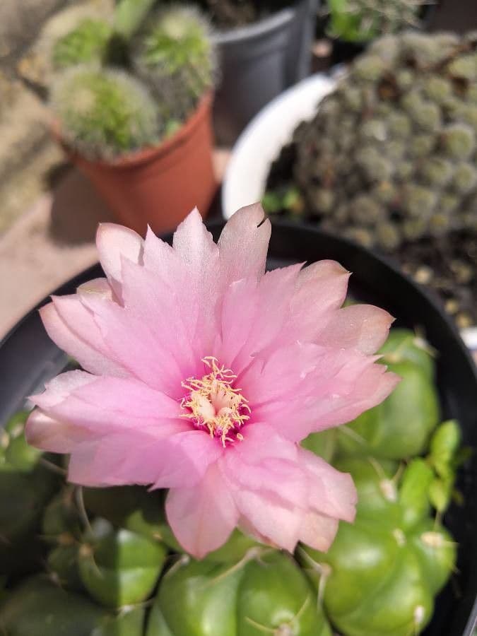 Cactus 5