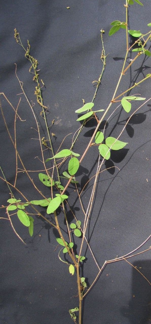 Desmodium procumbens 5