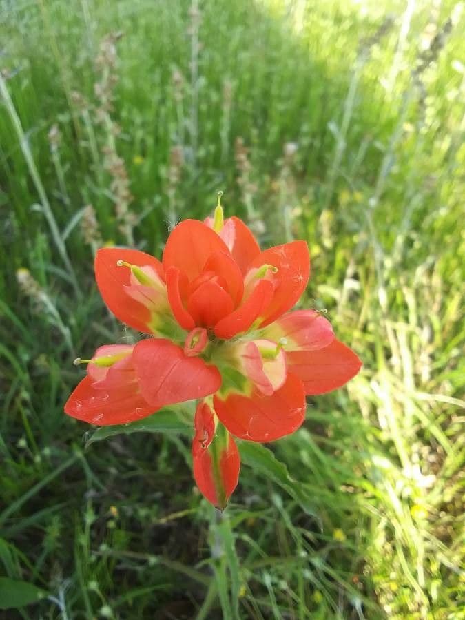 Castilleja 5