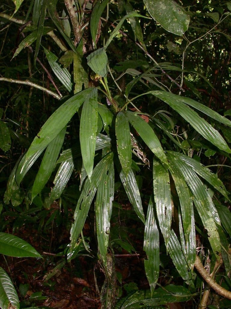 Evodianthus 9