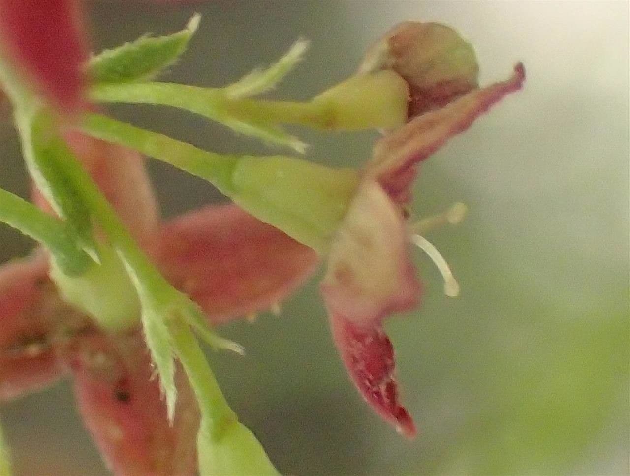 Asperula purpurea 13