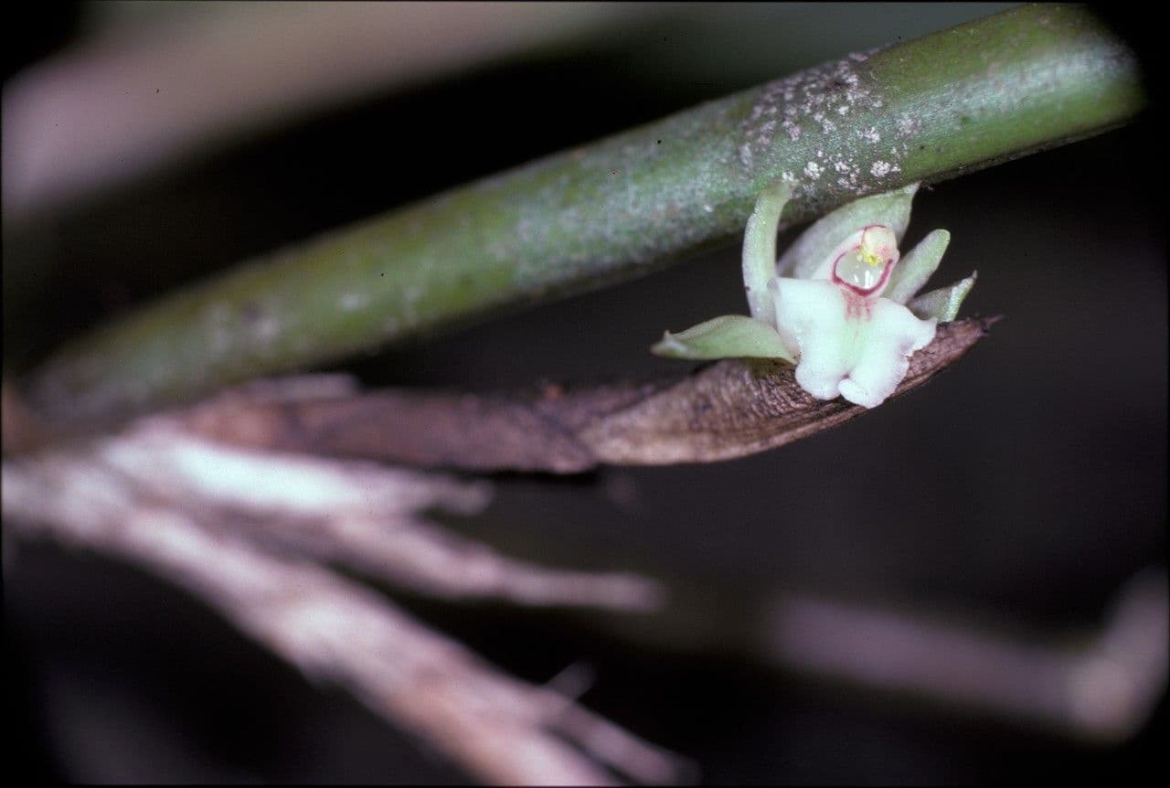Scaphyglottis 3