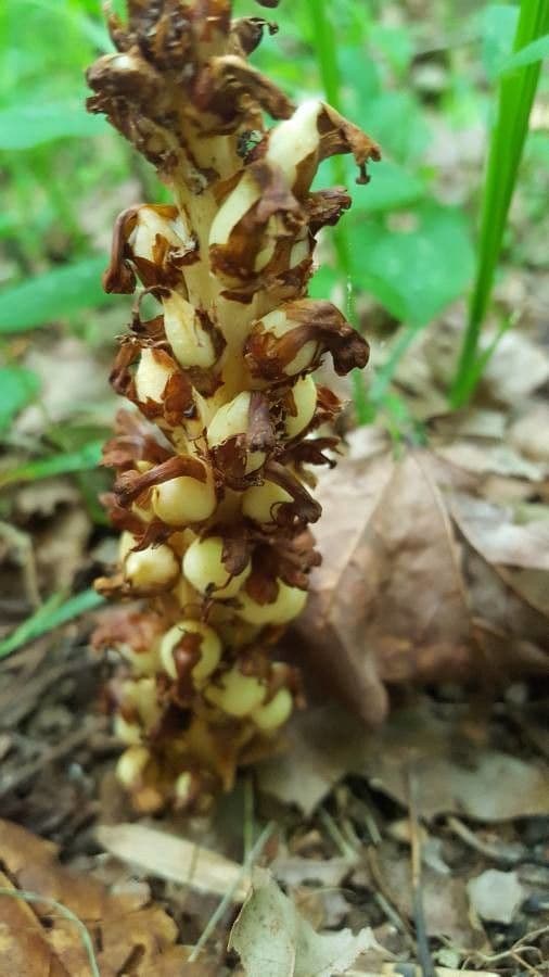 Conopholis 2