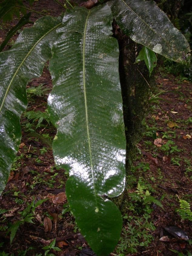 Vogelflügelfarn 4