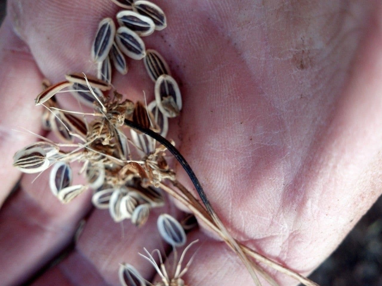 Lomatium 2