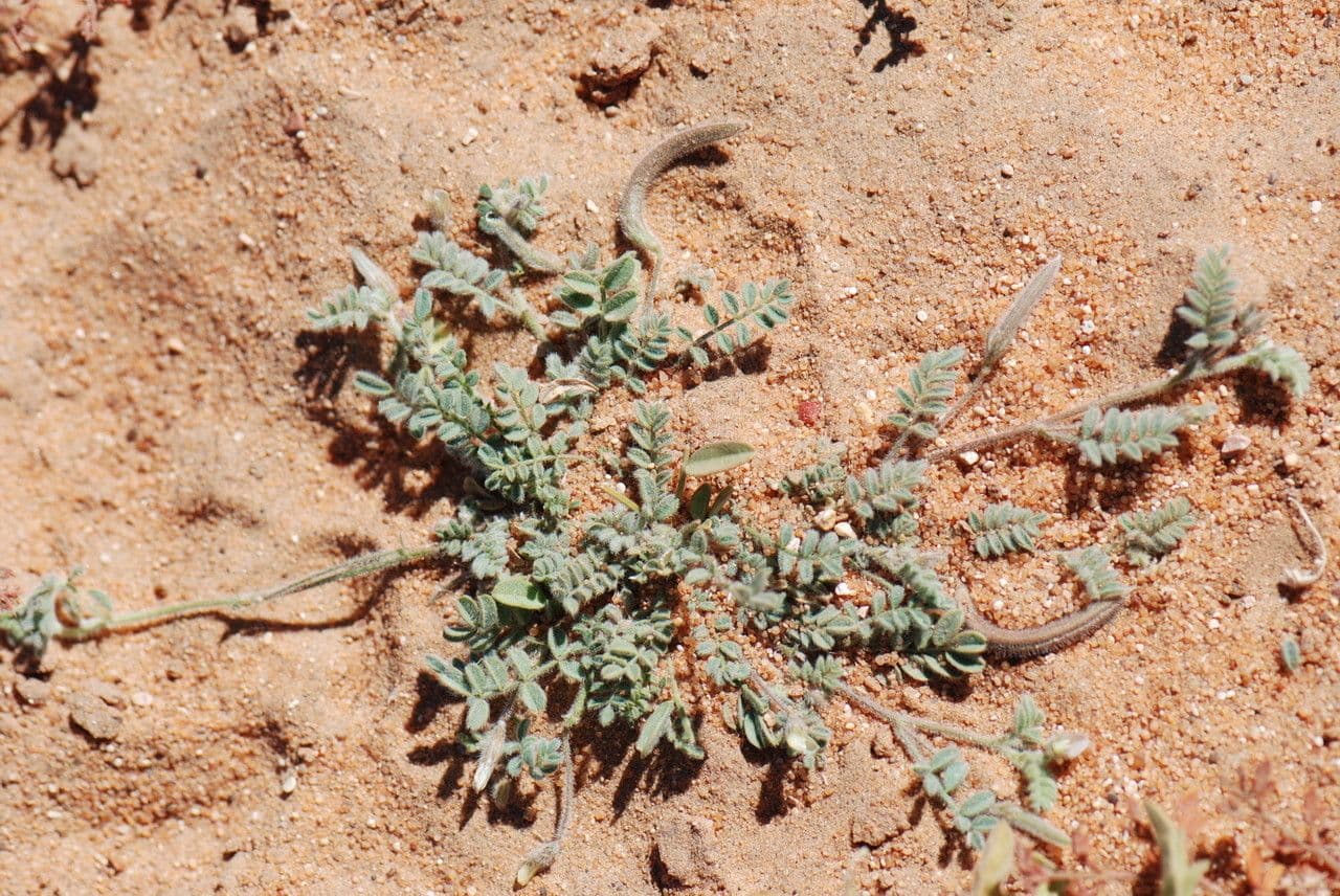 Astragalo 9
