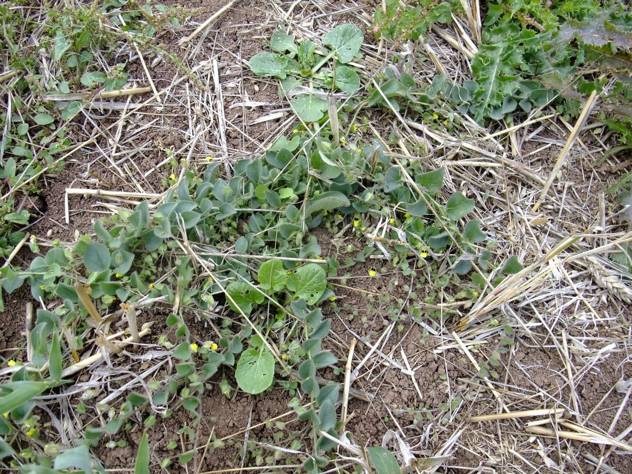 Cencio molle 12