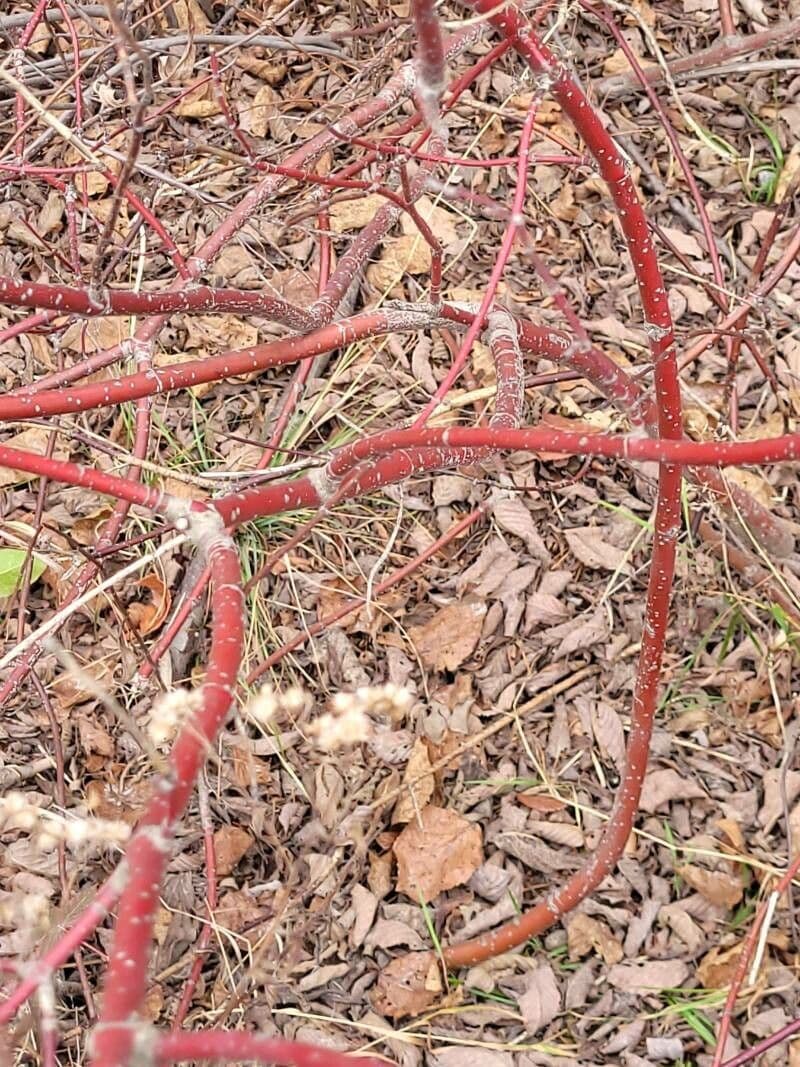 Svída výběžkatá 24
