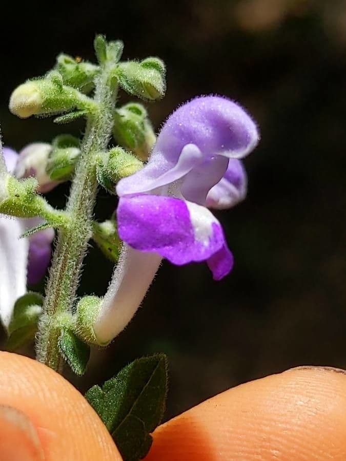 Alabama-Glockenblume 2