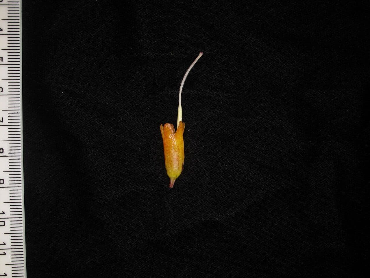 Aeschynanthus 13