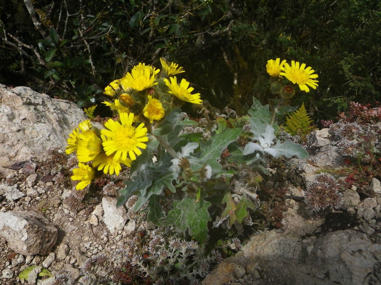 Andryala 7
