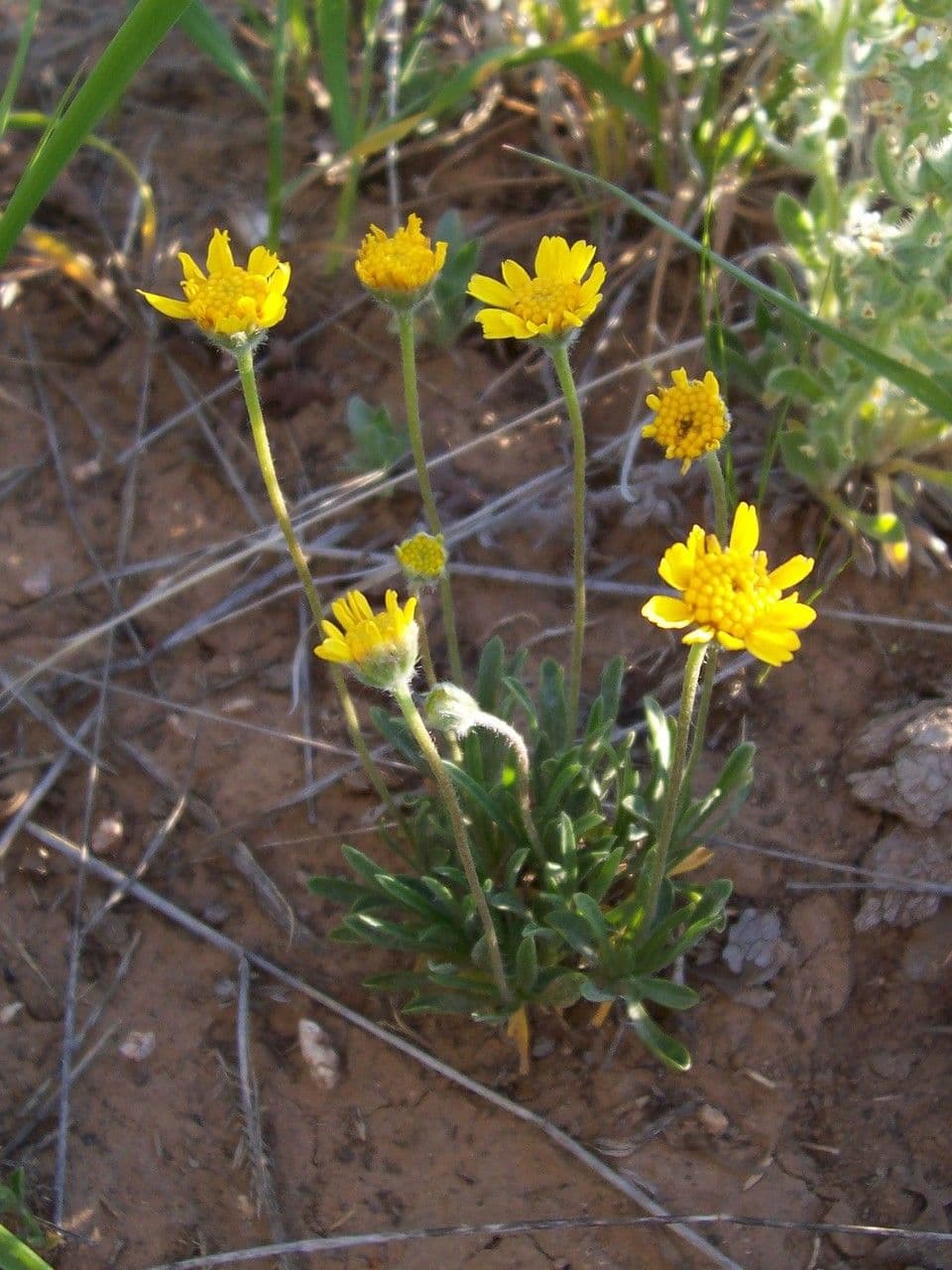 Actinea acaules 8