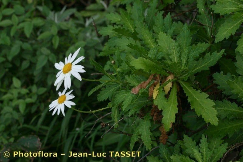 Argyranthemum 6