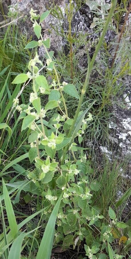 Minthostachys 3