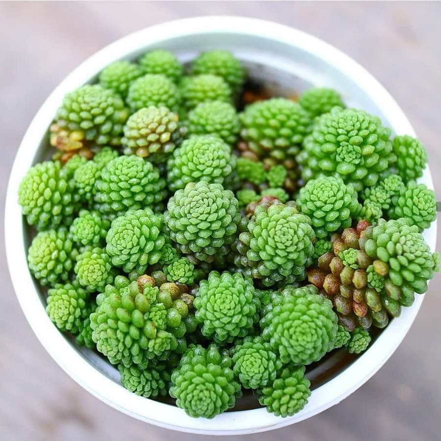 Sedum 16