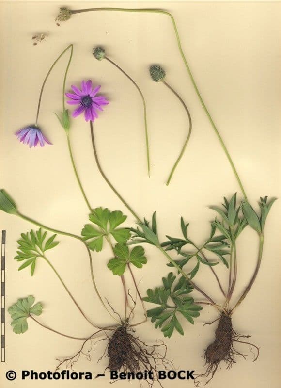Anemone dei giardini 24