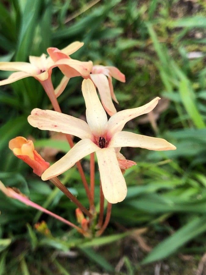 Ixia 2