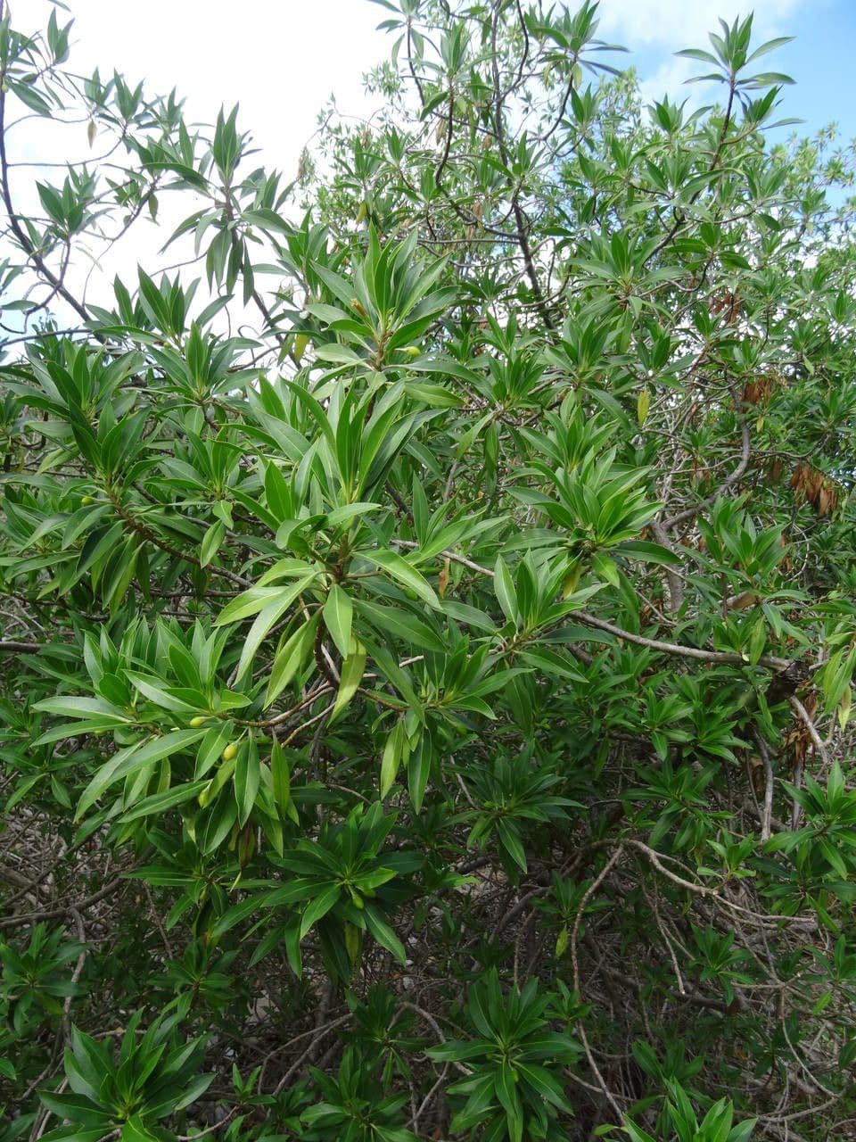 Bontia 14