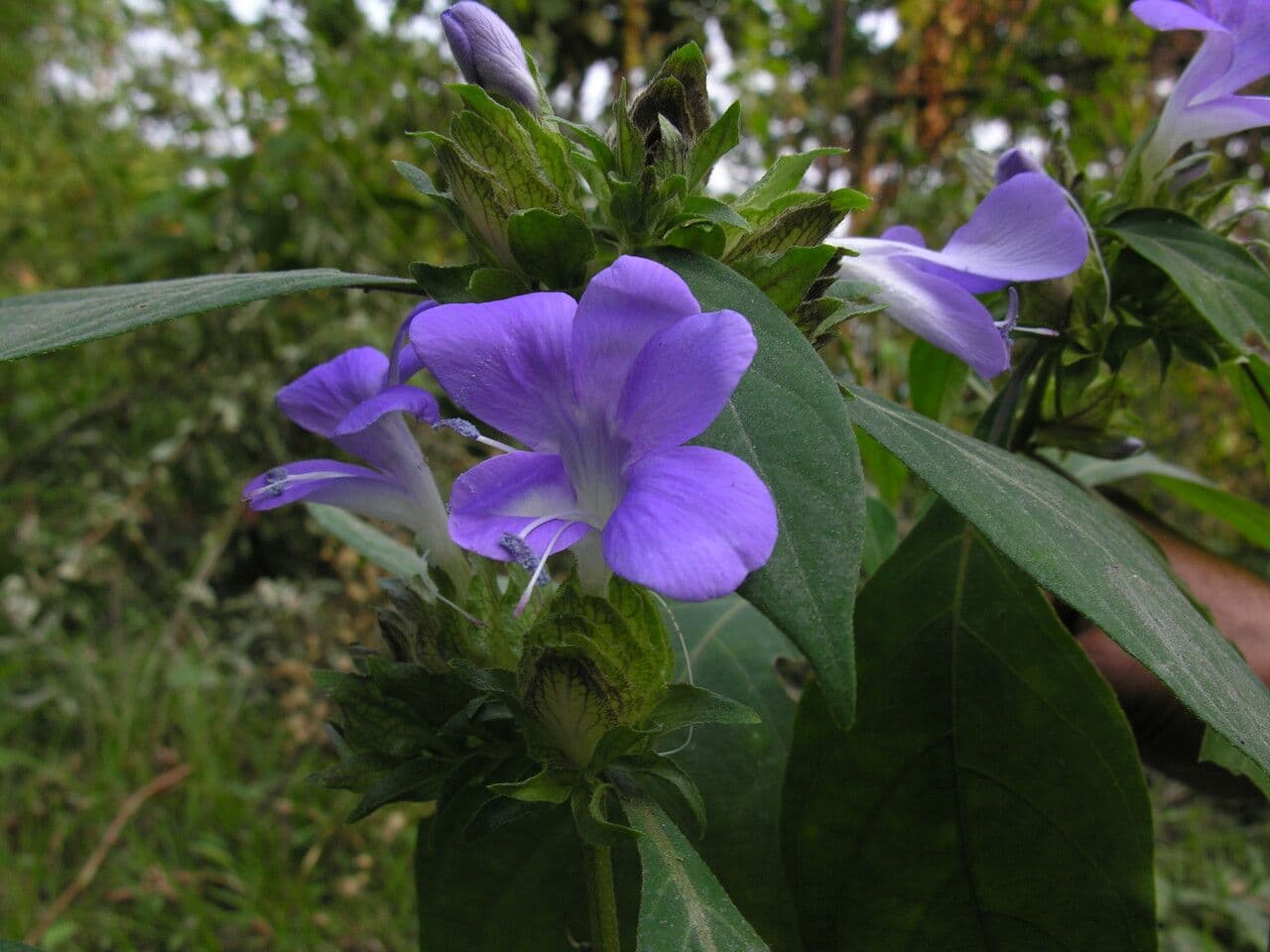 Barleria 3