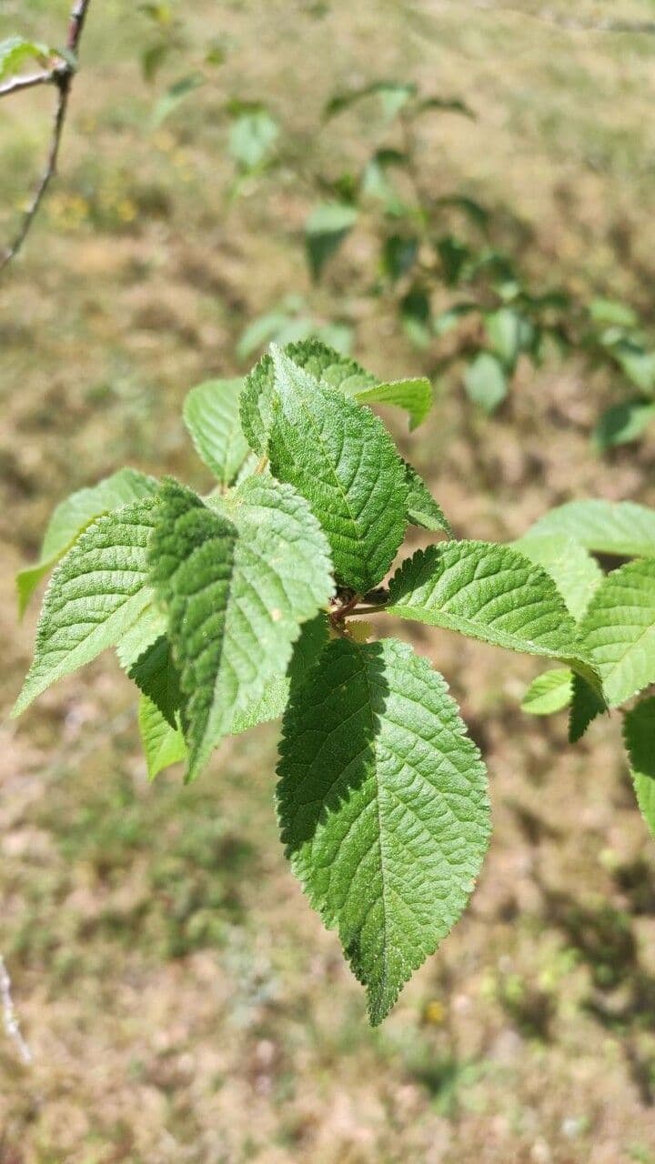 Ciliegio grigiastro 3