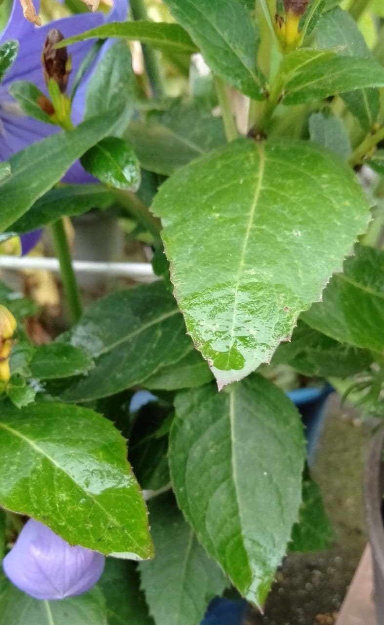 Platycodon à grandes fleurs 16