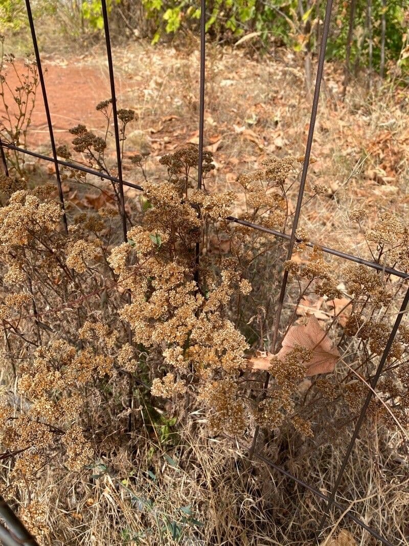Achillea ligustica 4