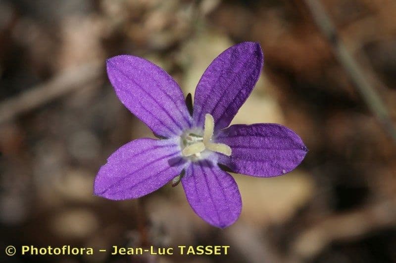Campanula decumbente 4