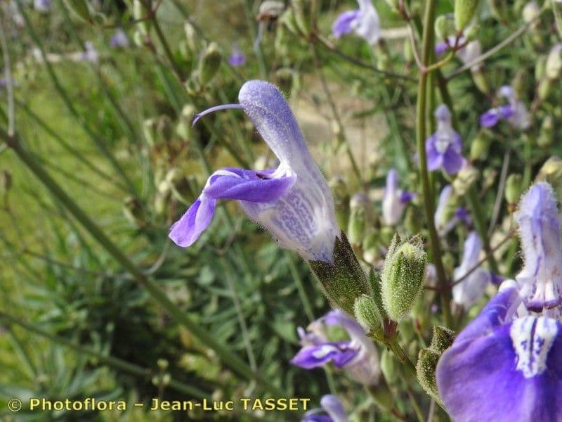 Salvia candelabro 5