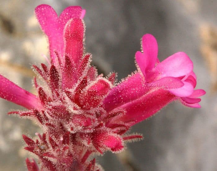 Penstemon 4