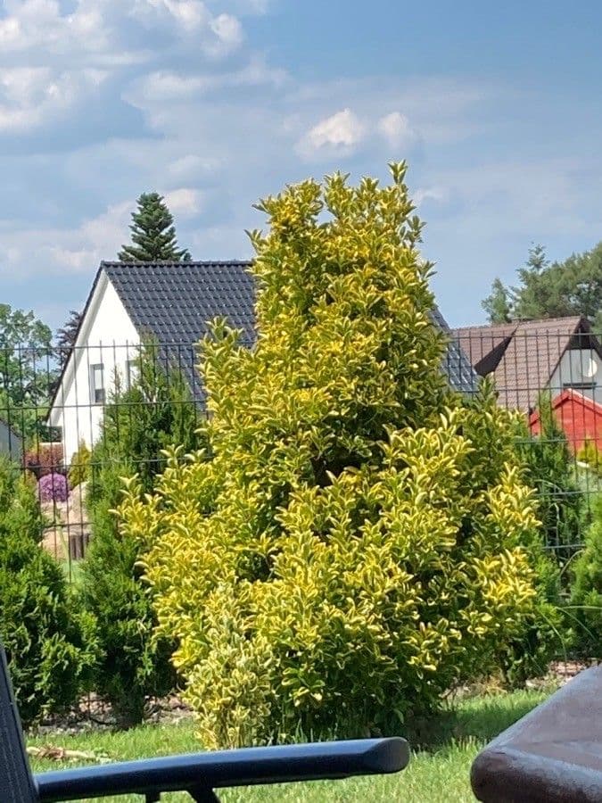 Bršlen japonský 17