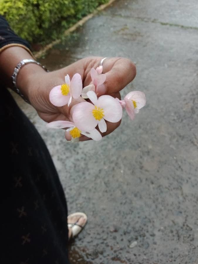 Begonia 4