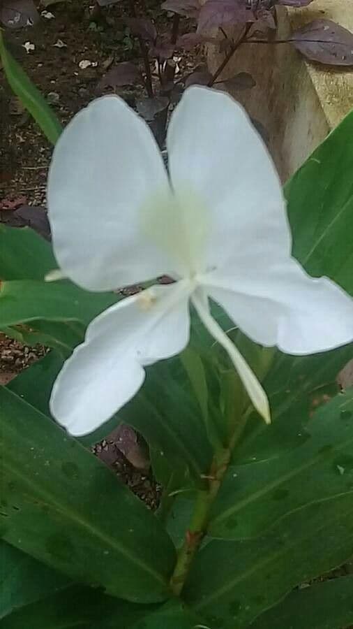 Hedychium coronarium 19