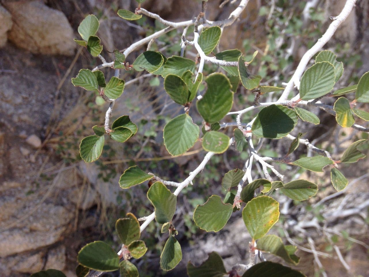 Cercocarpus montanus 12