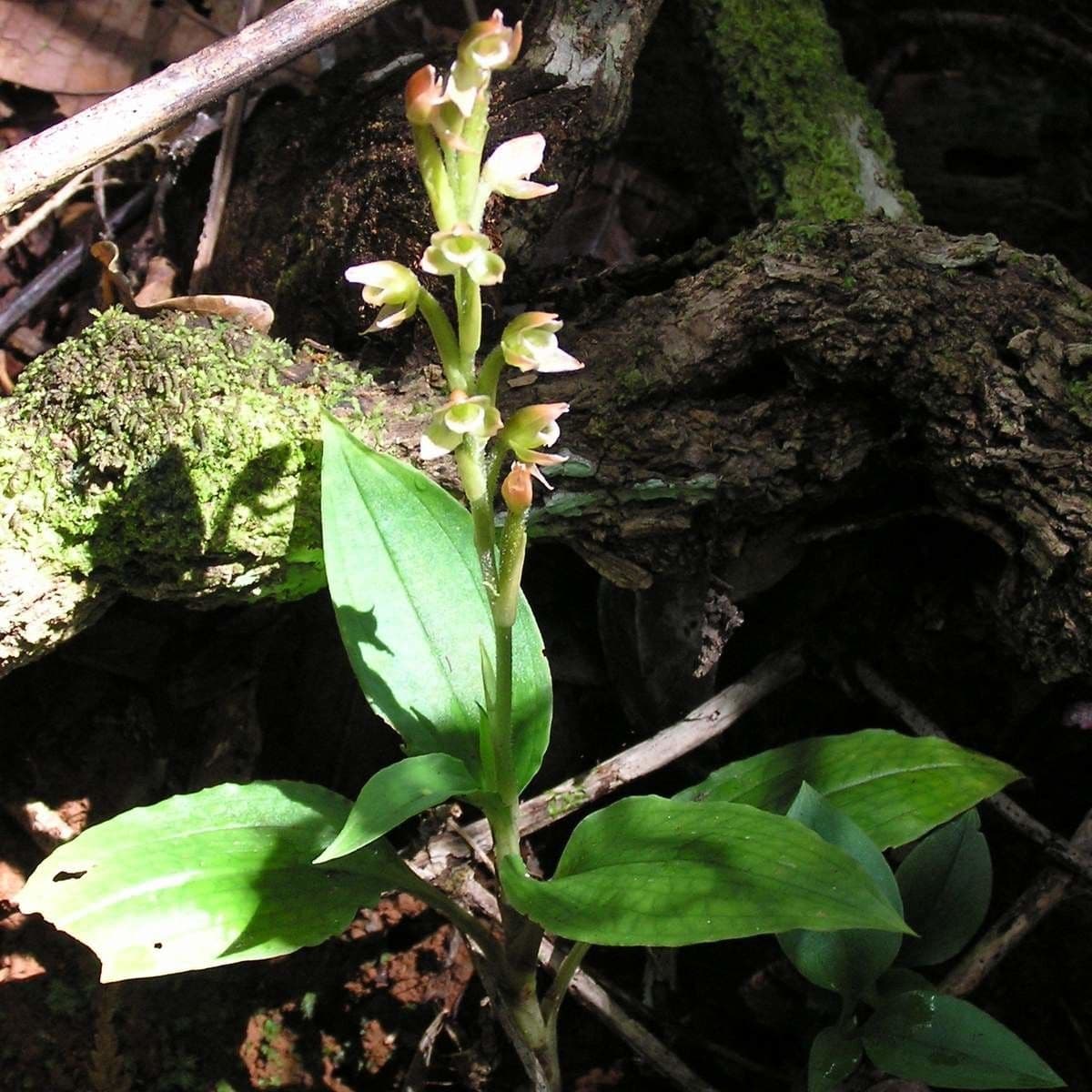 Goodyera verdiflora 9
