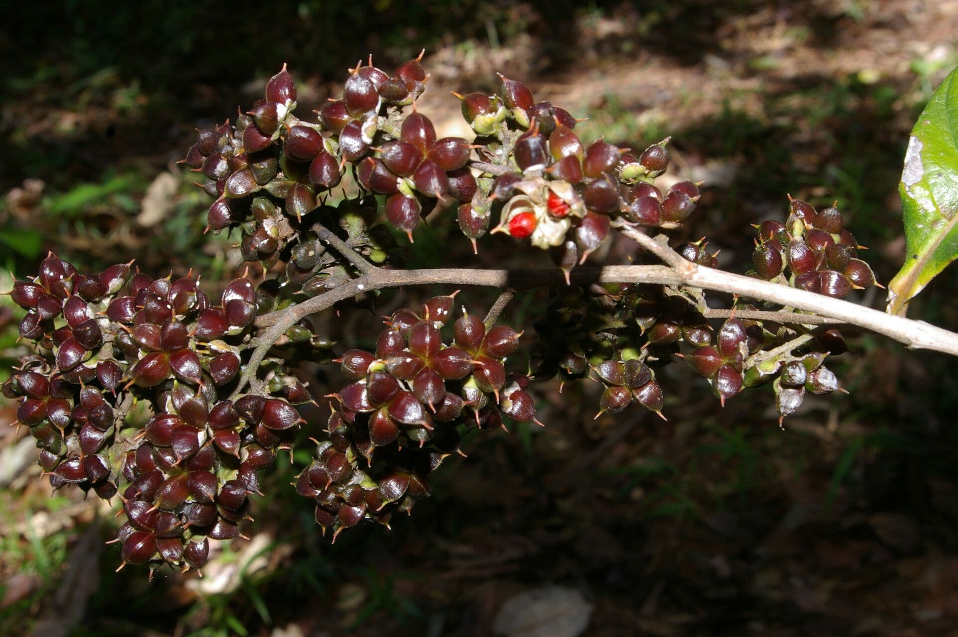 Tetracera 4