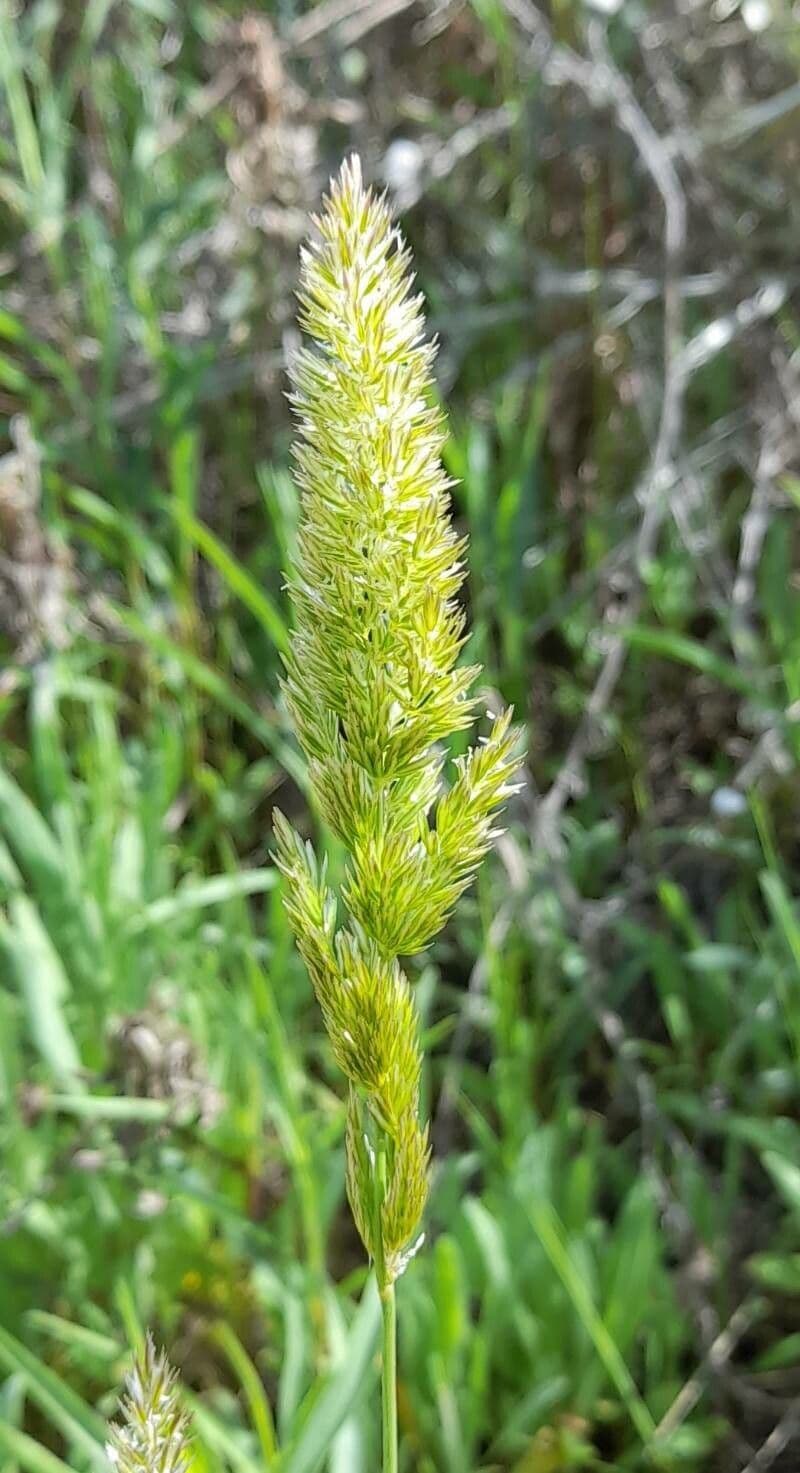 Scagliola stretta