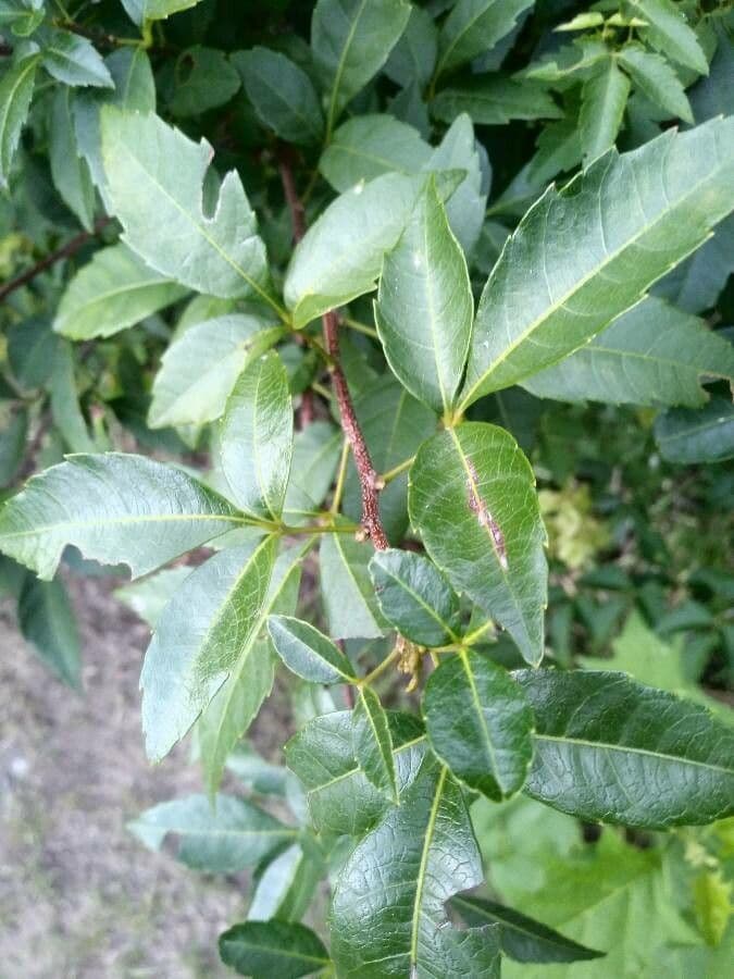 Urvillea uniloba 8