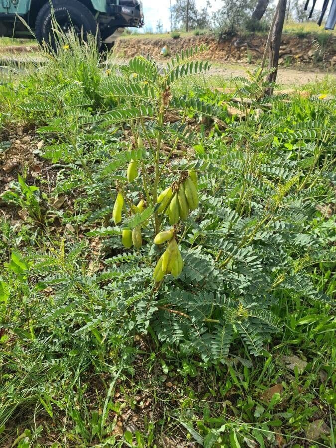Astragalus penduliflorus 7