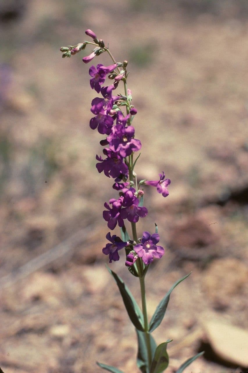 Penstemon secundiflorus 9