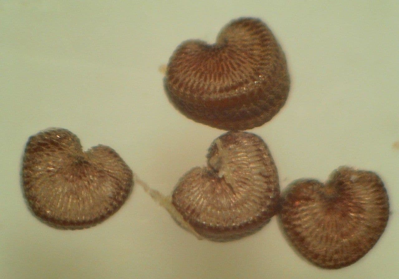 Silene 10