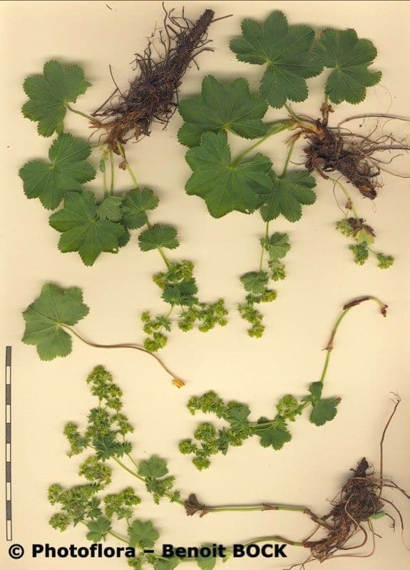 Alchemilla 3