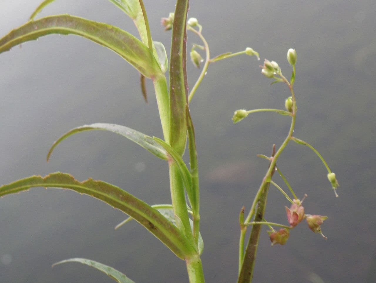 Veronica scudata 19