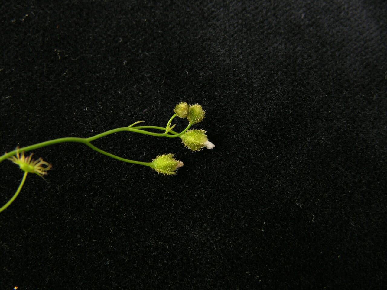 Drosera peltata 4