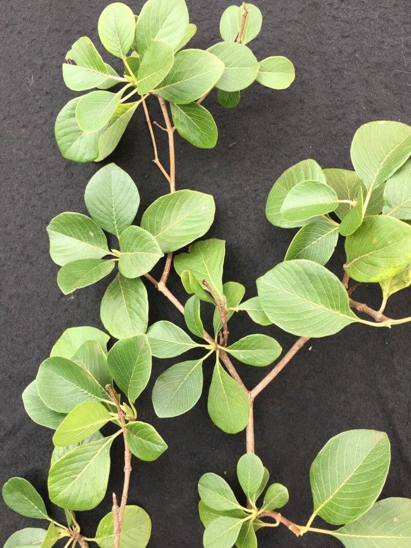 Calycophyllum 8