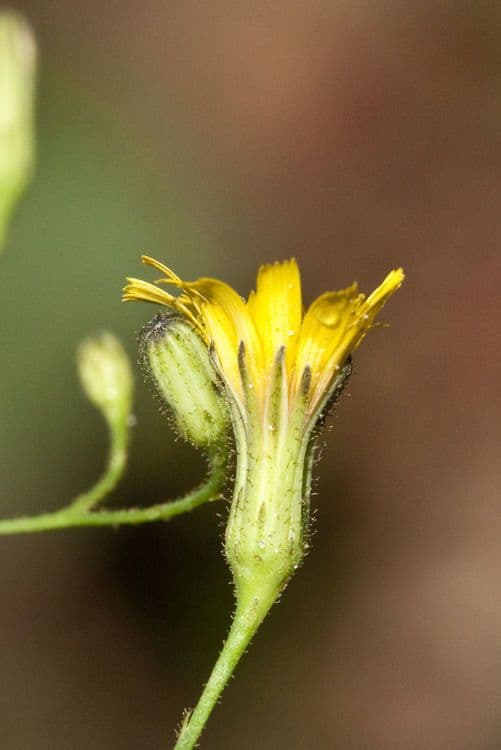 Hieracium paniculatum 5
