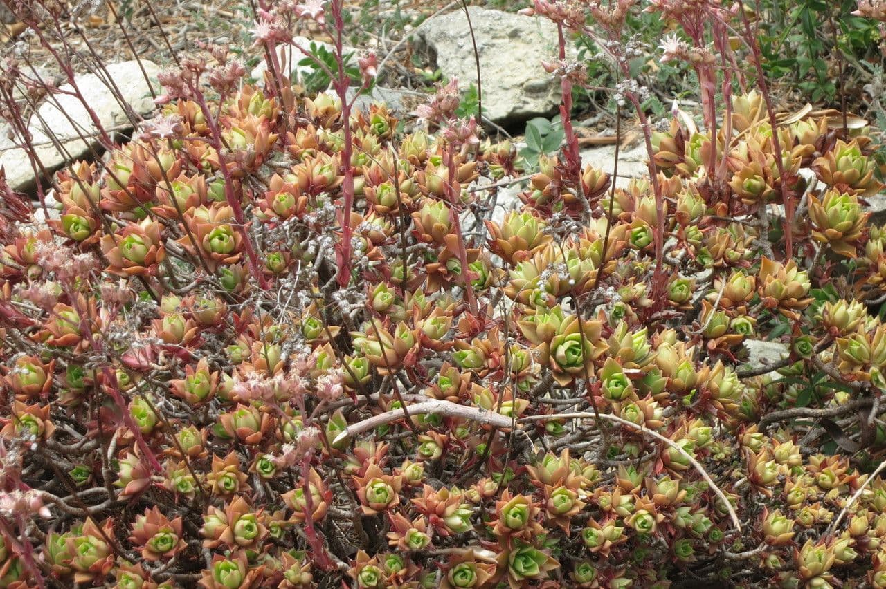 Aeonium decorum 7