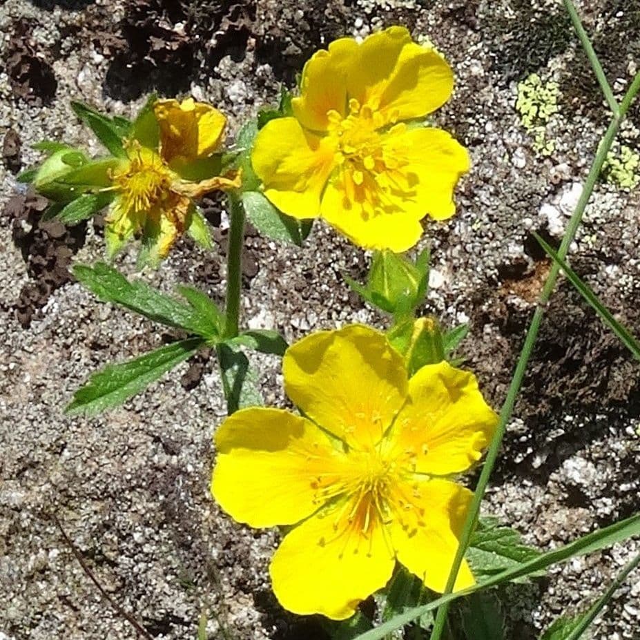 Potentilla pyrenaica 3
